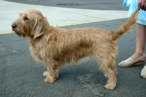 Fiche de la race Basset Fauve de Bretagne