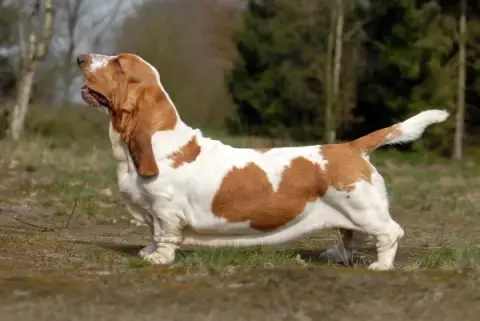 Photo de la race Basset Hound