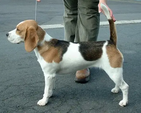 Fiche de la race Beagle