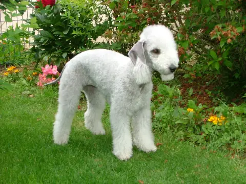 Fiche de la race Bedlington Terrier