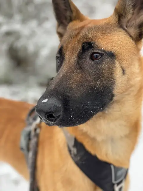 Fiche de la race Berger Belge Malinois