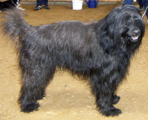 Photo de la race Berger Catalan