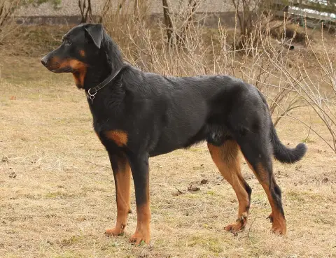 Fiche de la race Berger de Beauce (Beauceron)