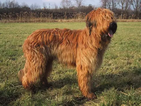 Fiche de la race Berger de Brie (Briard)
