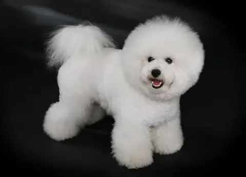 Photo de la race Bichon Frisé