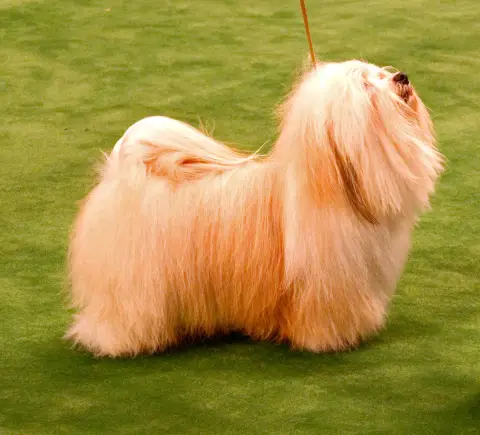 Fiche de la race Bichon Havanais