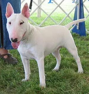 Fiche de la race Bull Terrier
