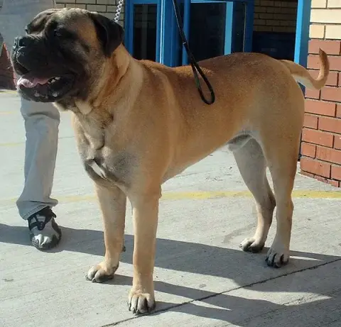 Fiche de la race Bullmastiff
