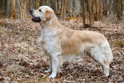 Fiche de la race Golden Retriever
