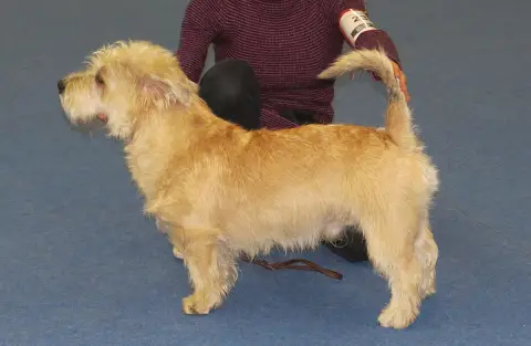 Glen of Imaal Terrier