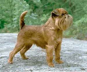 Photo de la race Griffon Bruxellois