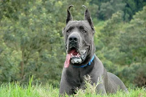 Dogue Allemand