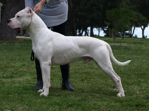 Dogue Argentin