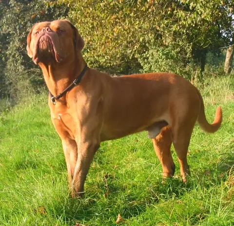 Fiche de la race Dogue de Bordeaux