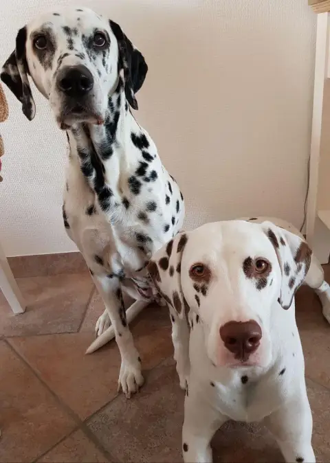 Dalmatien