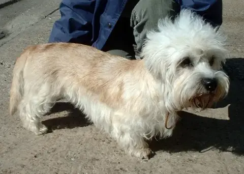 Fiche de la race Dandie Dinmont Terrier