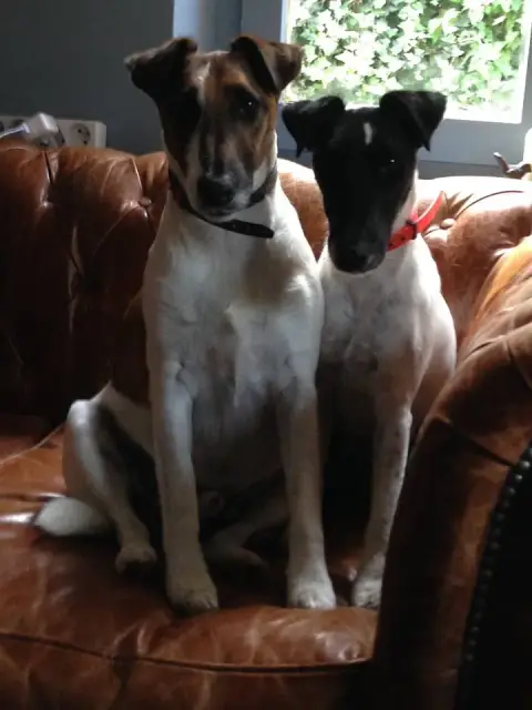 Fox Terrier