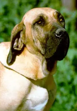 Fiche de la race Fila Brasileiro