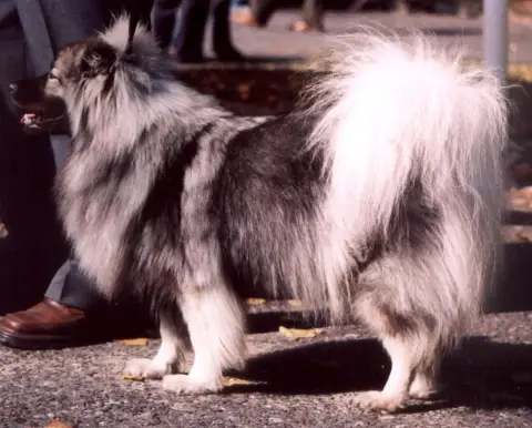 Fiche de la race Keeshond
