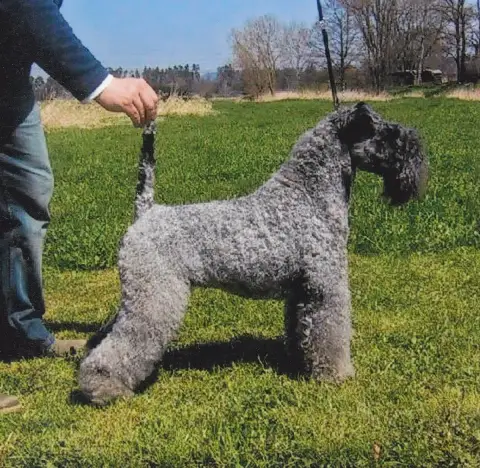 Fiche de la race Kerry Blue Terrier