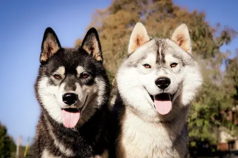 Fiche de la race Husky Sibérien