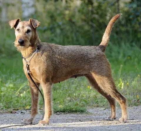 Fiche de la race Irish Terrier
