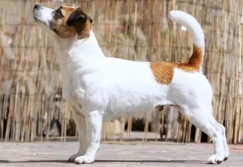 Photo de la race Jack Russell Terrier
