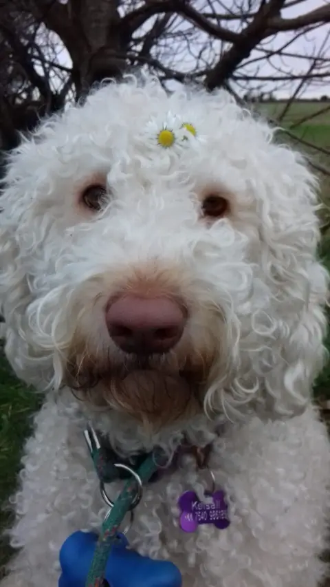 Labradoodle