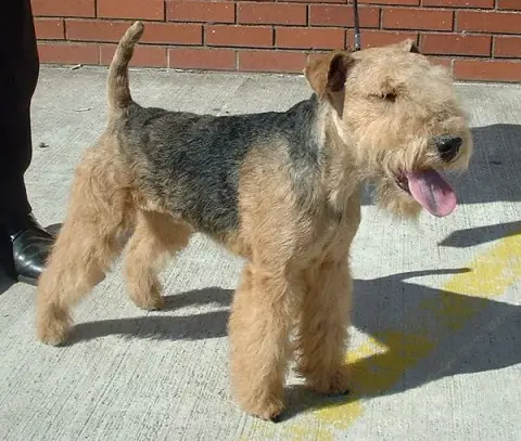 Fiche de la race Lakeland Terrier