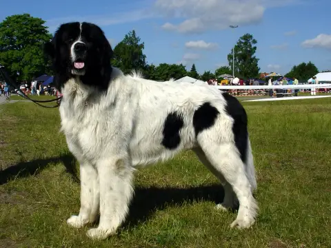 Fiche de la race Landseer