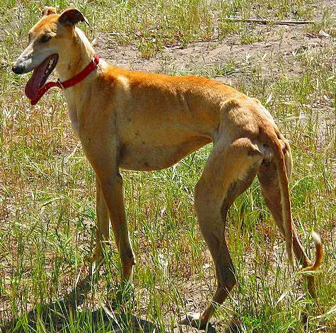 Fiche de la race Lévrier Galgo