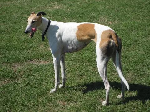 Photo de la race Lévrier Greyhound