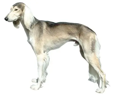 Fiche de la race Lévrier Saluki