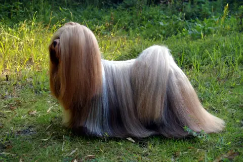 Fiche de la race Lhasa Apso