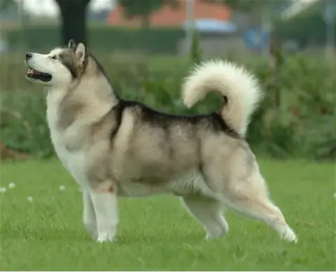 Fiche de la race Malamute de l'Alaska