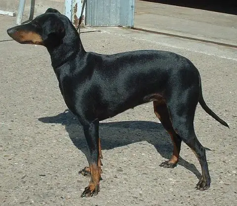Fiche de la race Manchester Terrier