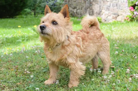 Fiche de la race Norwich Terrier