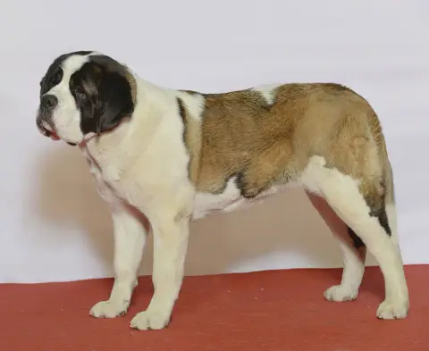 Fiche de la race Saint-Bernard