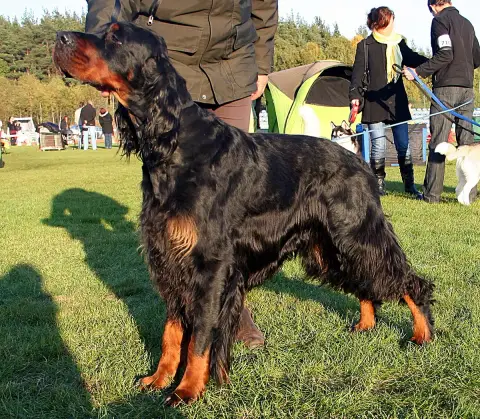 Setter Gordon