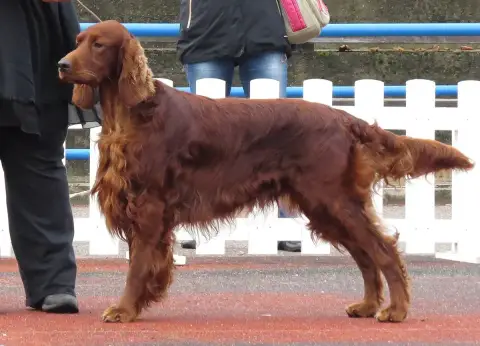 Fiche de la race Setter Irlandais
