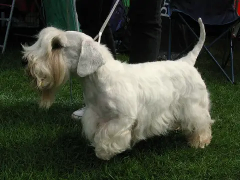 Fiche de la race Sealyham Terrier