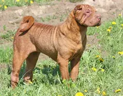 Fiche de la race Shar Pei