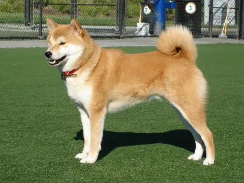 Fiche de la race Shiba Inu