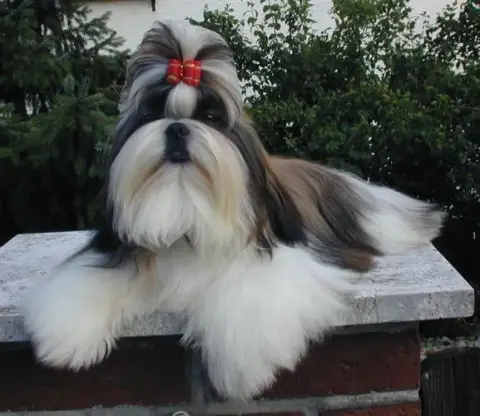 Fiche de la race Shih Tzu