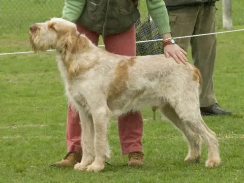 Fiche de la race Spinone