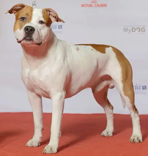 Staffordshire Terrier Américain
