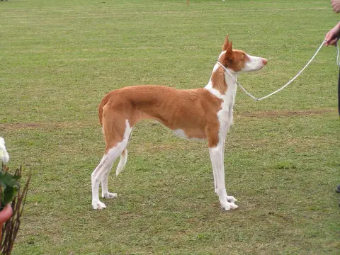 Fiche de la race Podenco Ibicenco