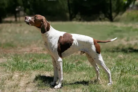 Photo de la race Pointer Anglais