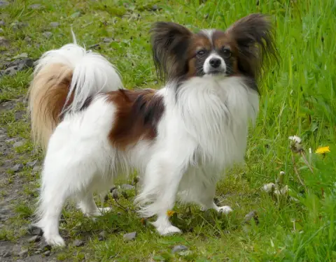 Fiche de la race Papillon