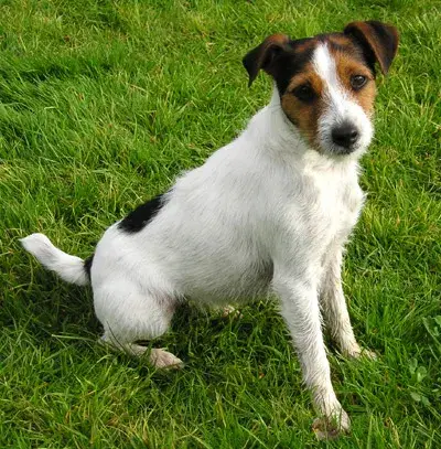 Photo de la race Parson Russell Terrier